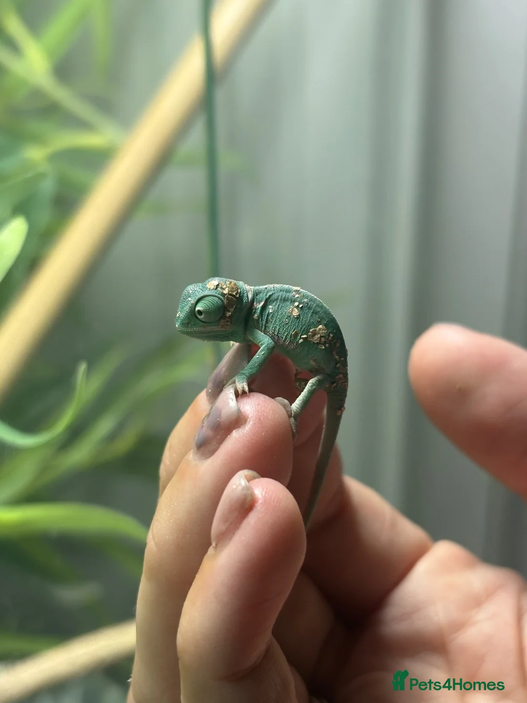 Chameleon reptiles for sale: Yemen Chameleon Babies ✅ 🦎 in Dunmow - Advert 2