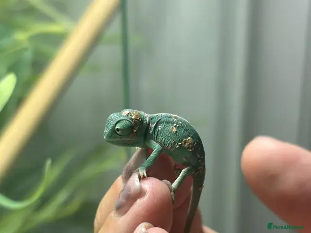Chameleon reptiles for sale: Yemen Chameleon Babies ✅ 🦎 - Advert 2