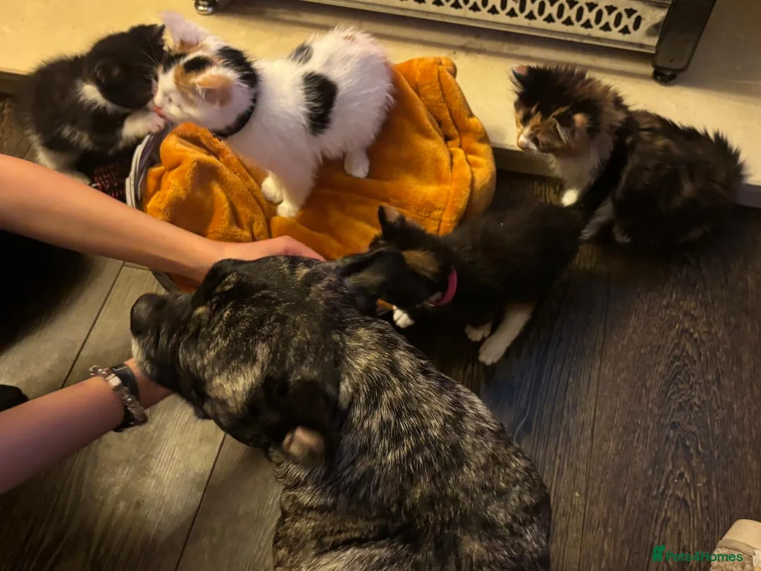 Mixed Breed cats for sale: Beautiful super fluffy mixed breed kittens - Advert 7