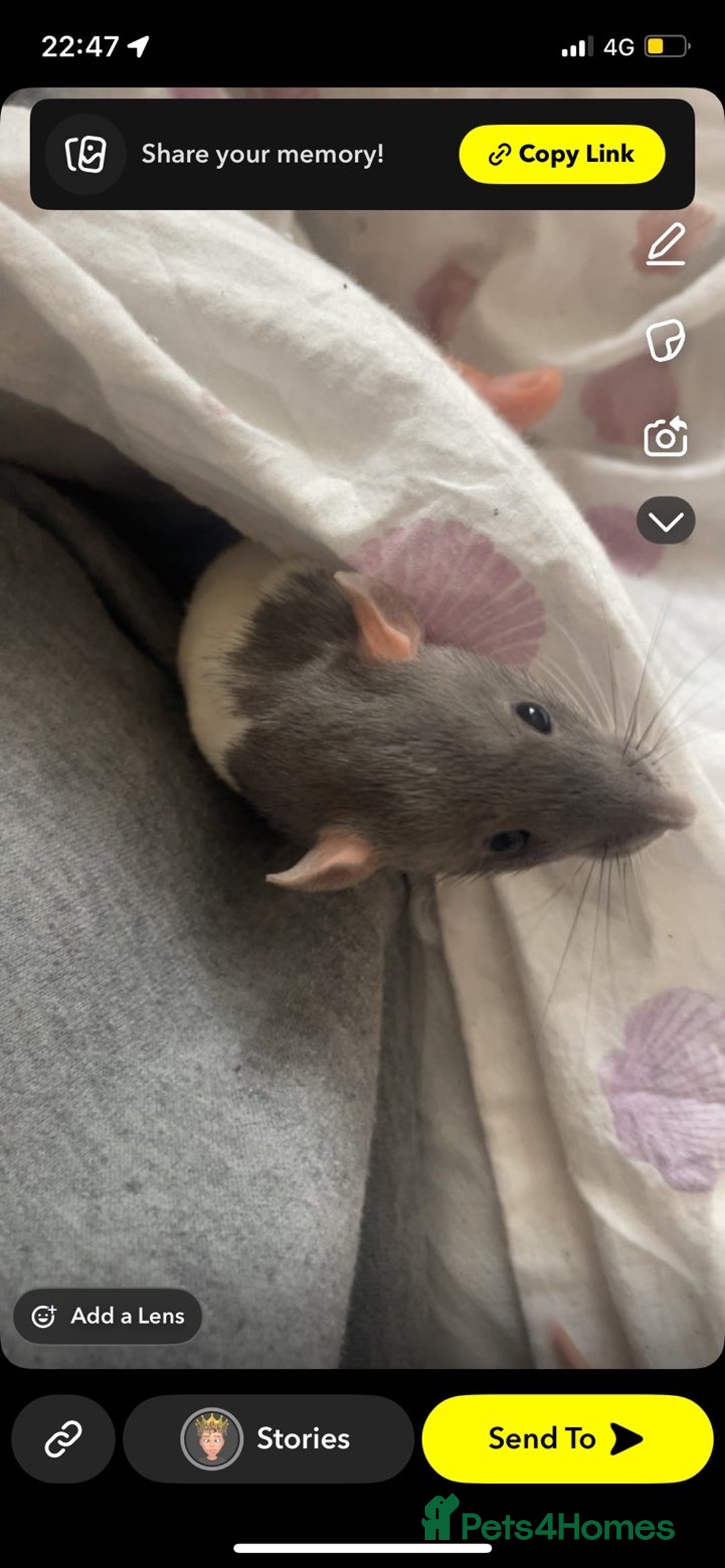 Rat rodents for sale: 3 Bonded Female rats - Image 3
