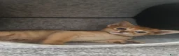 Abyssinian cats for sale: Gorgeous Abyssinian Kittens Ready Now - Advert 3