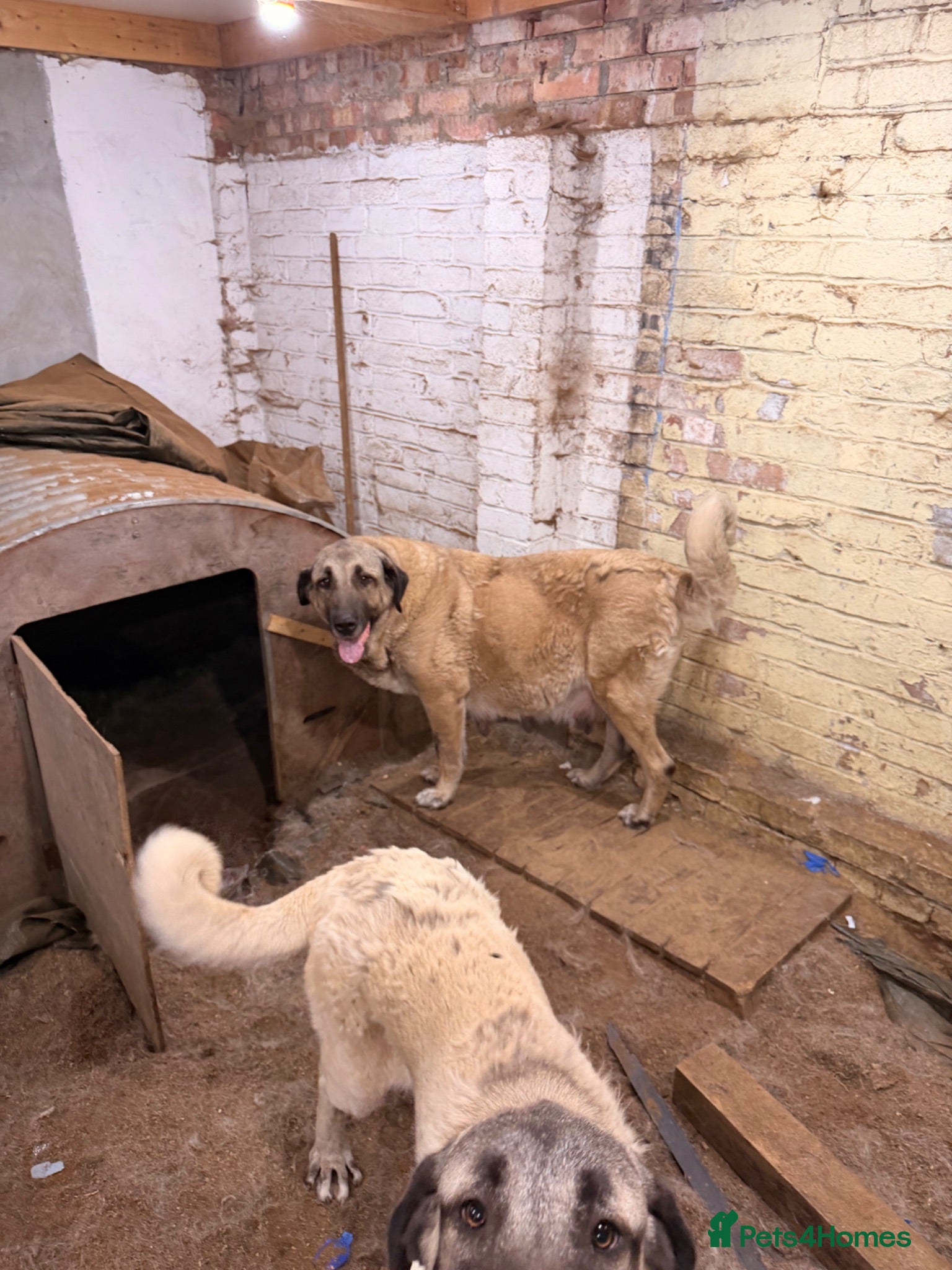 Turkish Kangal dogs Kangal male  - Advert 4