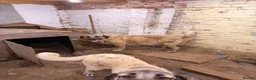 Turkish Kangal dogs for sale: Kangal male  - Advert 1