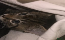 Bengal cats for sale: Bengal - Image 4