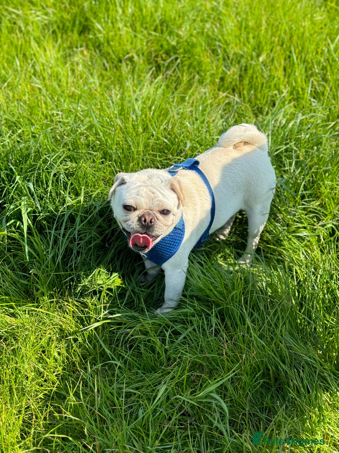 Pug dogs for sale: Beautiful Pug Puppies Male Female - Image 23