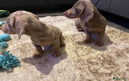 Miniature Dachshund dogs for sale: KCRegistered Miniature SmoothHaired Dachshund Boys - Image 7