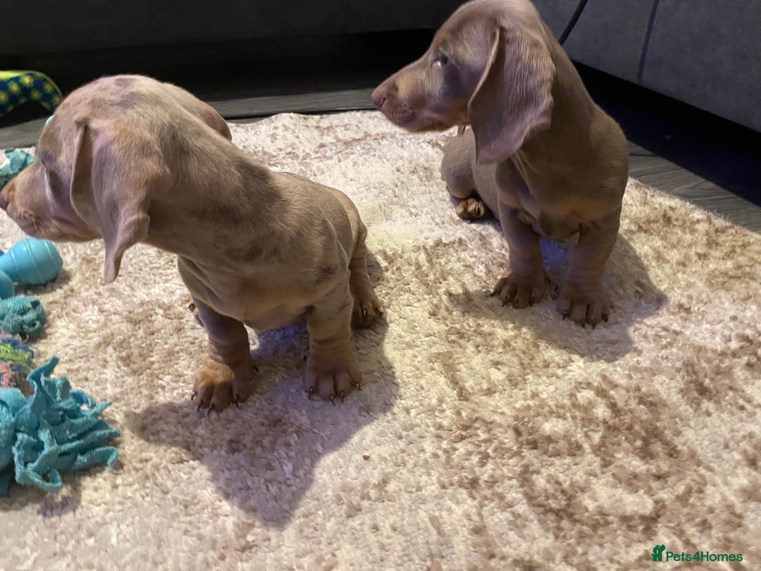 Miniature Dachshund dogs for sale: KCRegistered Miniature SmoothHaired Dachshund Boys - Image 7