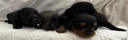 Doxiepoo dogs for sale: 7 Beautiful Doxiepoos  in Wetherby - Advert 3