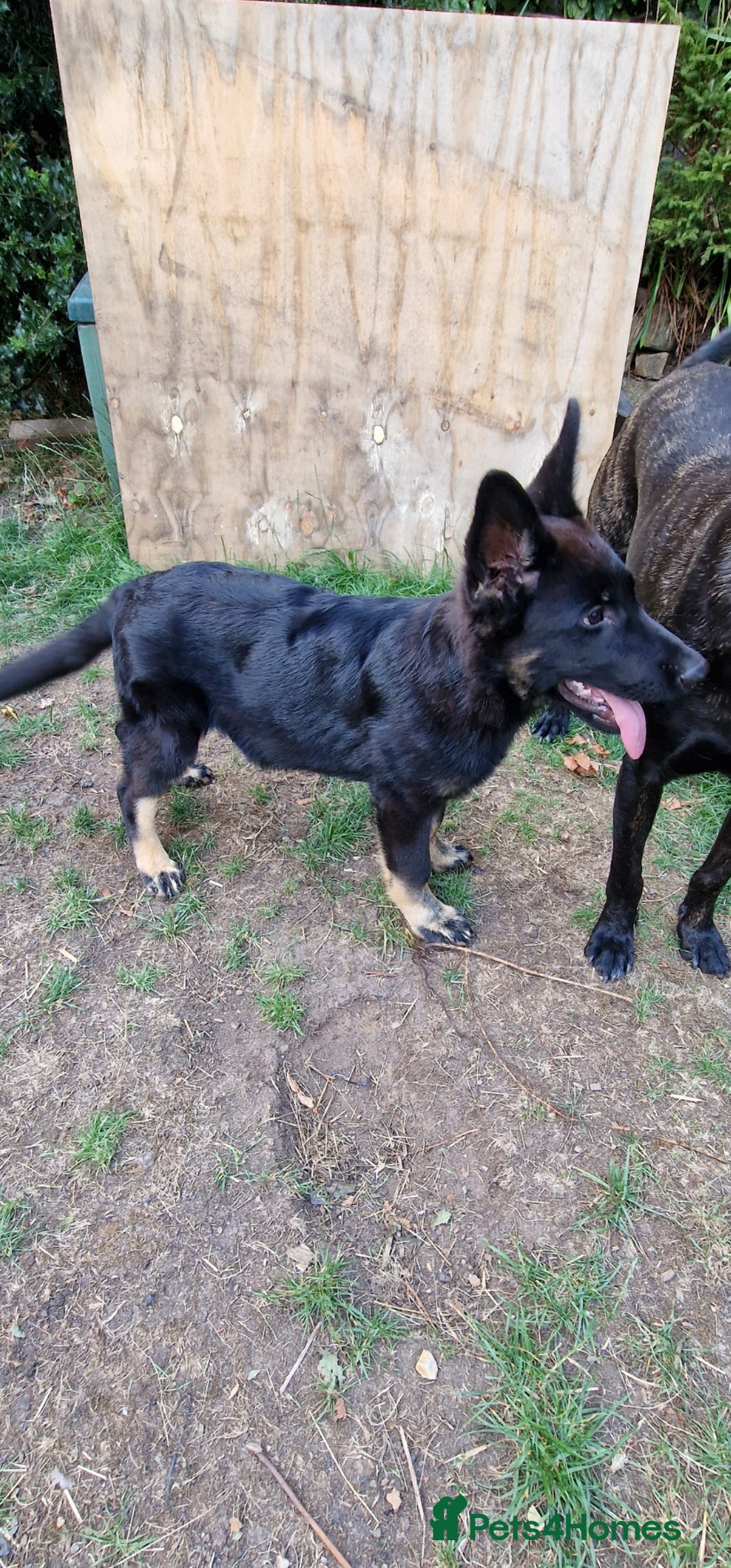 German Shepherd dogs for sale: German shepherd puppy - Image 5