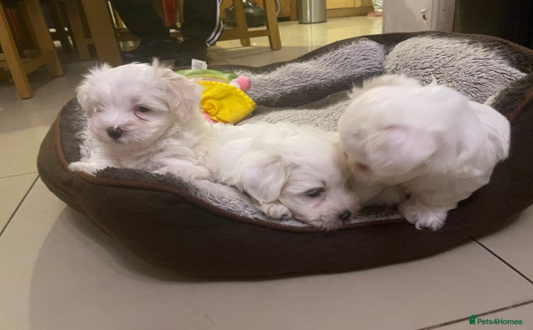 Bichon Frise dogs - Advert 2