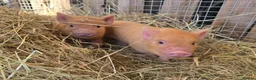 Pig livestock for sale: 🐷 MINI PIGLETS LOOKING FOR THEIR FOREVER HOMES 🐷 - Advert 11