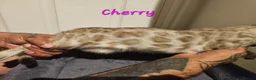 Bengal cats for sale: TICA registered bengal kittens - Advert 35