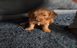 Cockapoo dogs for sale: 1 Beautiful Fox Red Boy Cockapoo Left  - Advert 14