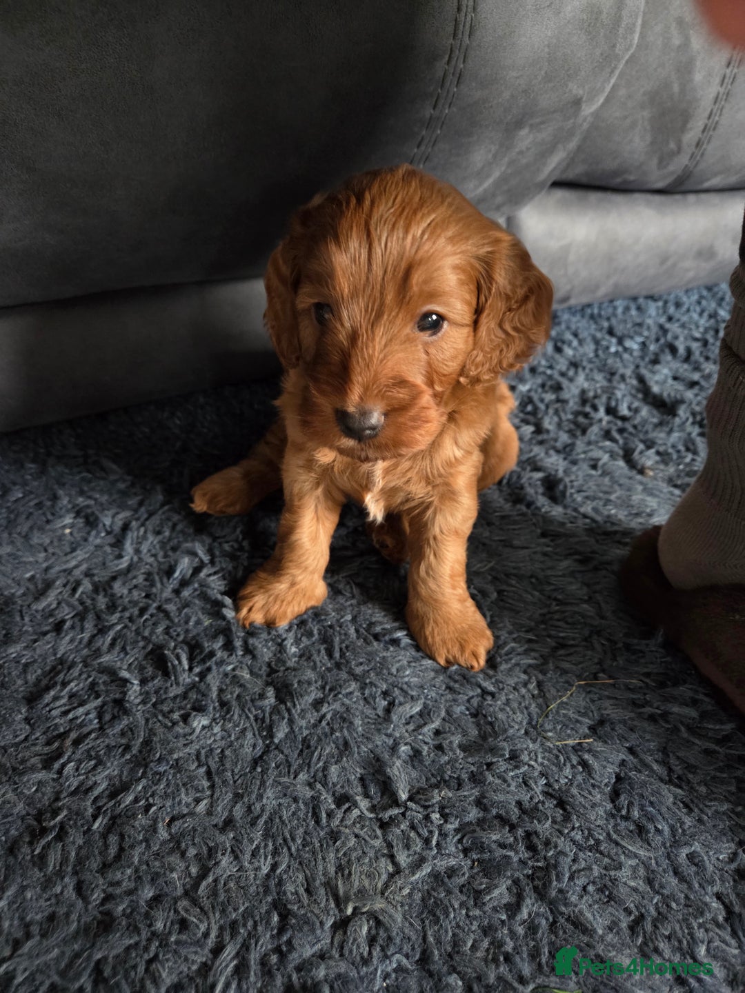 Cockapoo dogs for sale: 1 Beautiful Fox Red Boy Cockapoo Left  - Advert 14