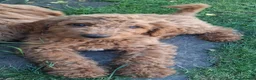 Mixed Breed dogs for sale: 3 Gorgeous Aussidoodles wanting to be re-homed  in Mountain Ash - Advert 18