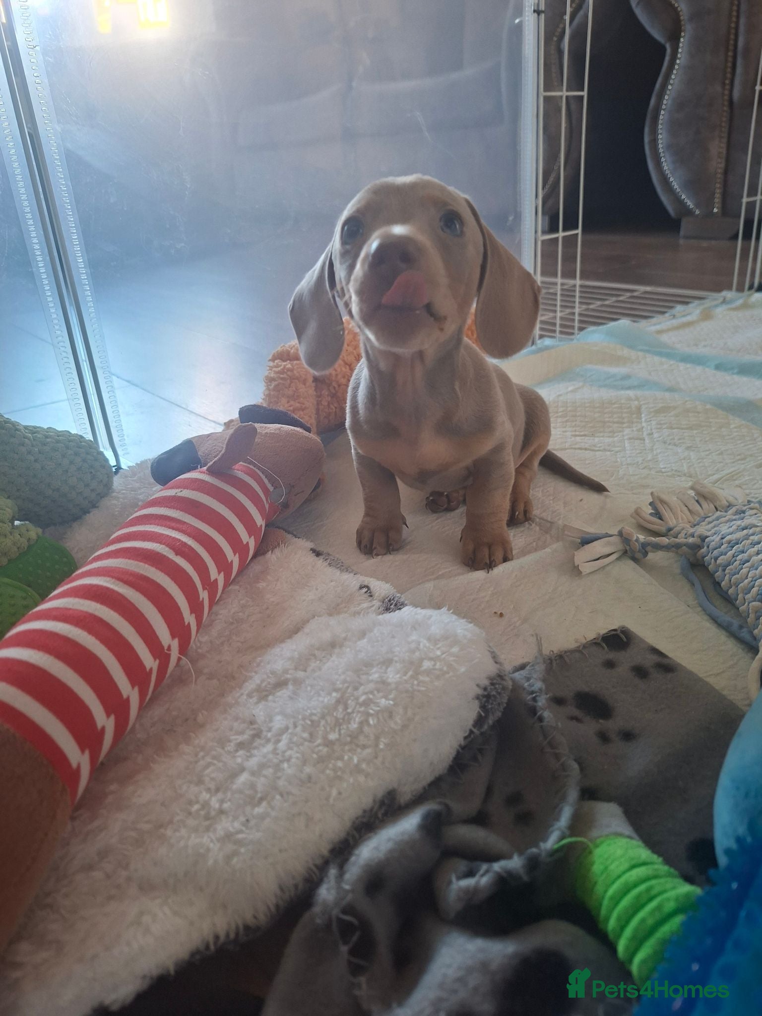 Miniature Dachshund dogs Stunning isabella and tan boy ready now - Advert 9
