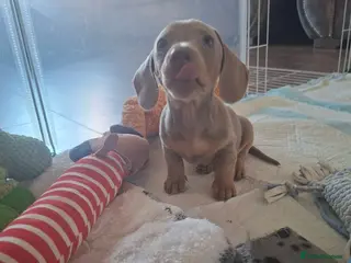 Miniature Dachshund dogs Stunning isabella and tan boy ready now - Advert 9