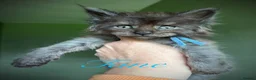 Maine Coon cats for sale: 9 STUNNING BLACK SMOKE MAINE COON CUBS  - Advert 4