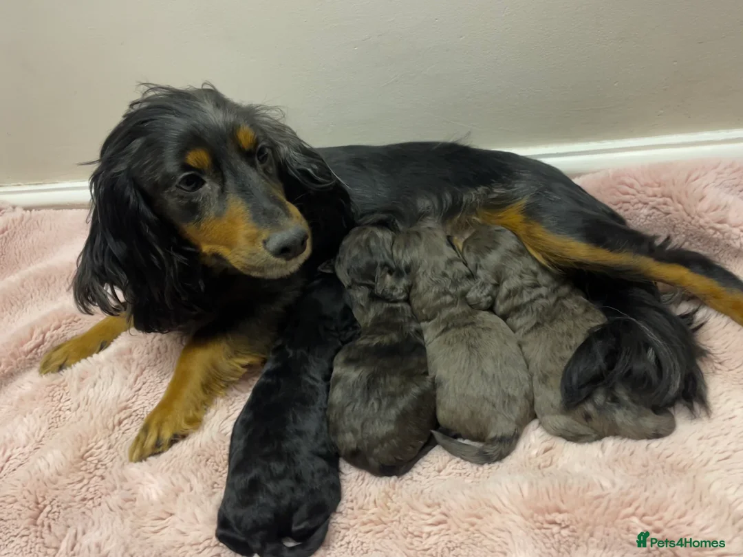 Cockapoo dogs for sale: 4 Toy cocker poos  - Advert 1