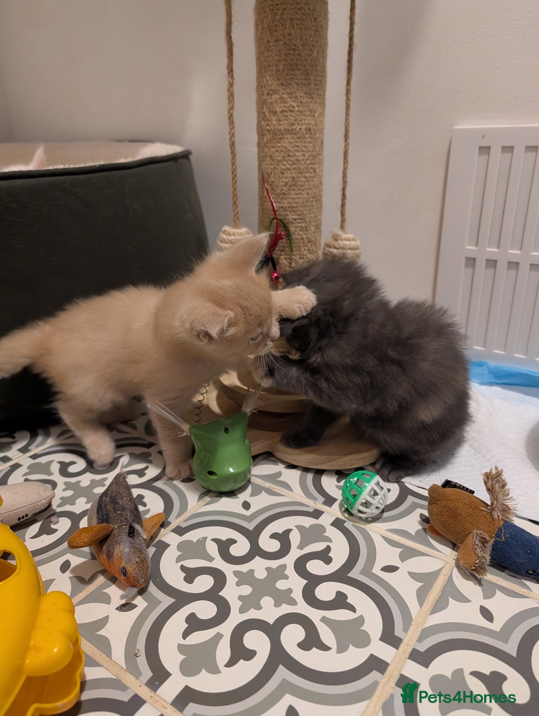 Maine Coon cats for sale: Beautiful Tica Registered Maine Coon Kittens  - Advert 23