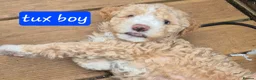 Double Doodle dogs for sale: Double doodle puppies - Advert 13