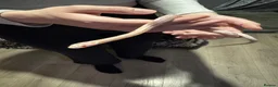 Corn Snake reptiles for sale: Albino Baby Corn Snake with Full Setup - Advert 10