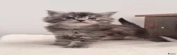 Maine Coon cats for sale: GCCF Pedigree Maine Coon Kittens for sale  - Advert 14