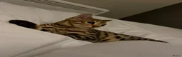 Bengal cats for sale: 🐆 Stunning Bengal Singleton Boy  - Advert 11