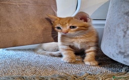 Mixed Breed cats for sale: Kittens  - Image 2