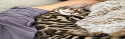 Bengal cats for sale: Bengal kitten for resale - Advert 10