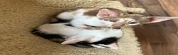 Mixed Breed cats for sale: Crossed Peterbald  - Advert 2