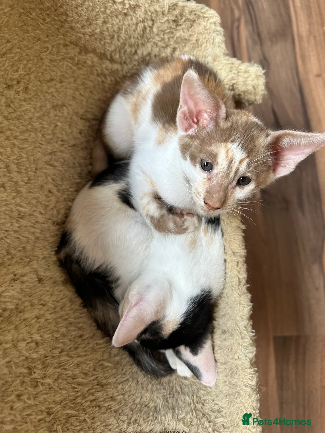 Mixed Breed cats for sale: Crossed Peterbald  - Advert 2