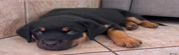 Rottweiler dogs for sale: bitch for sale from health tested patients  - Advert 9
