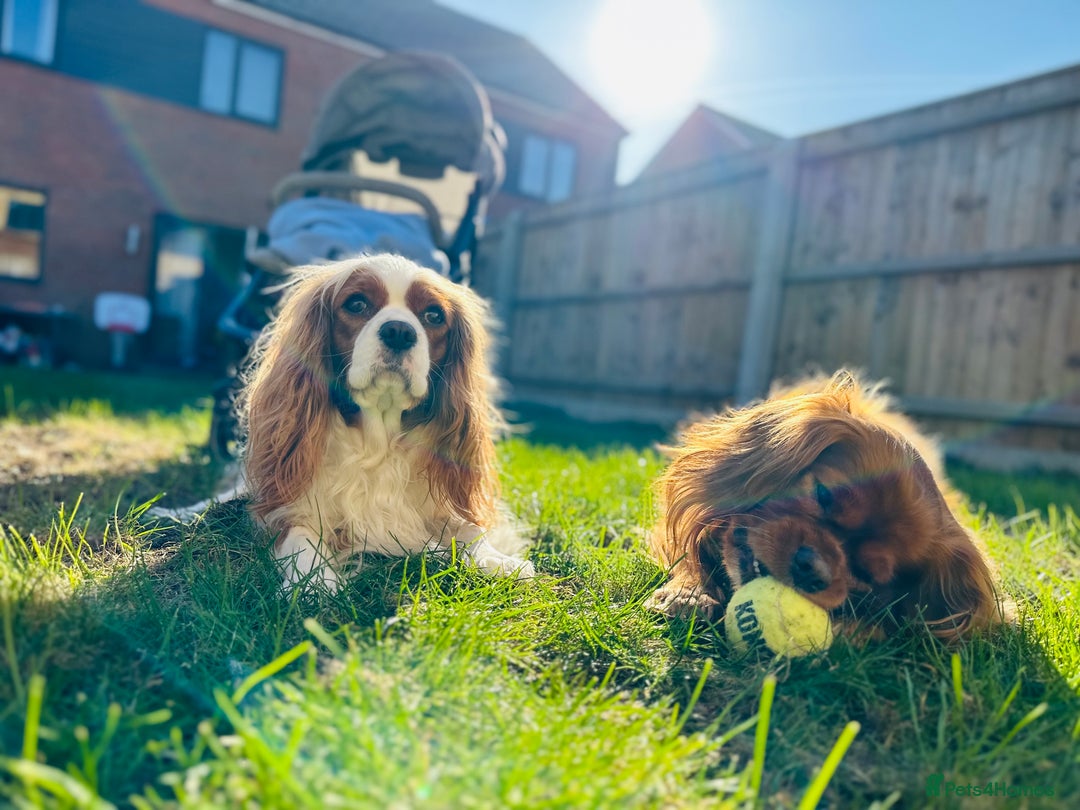 Cavalier King Charles Spaniel dogs for sale: Looking to Rehome my beloved girls. - Image 8