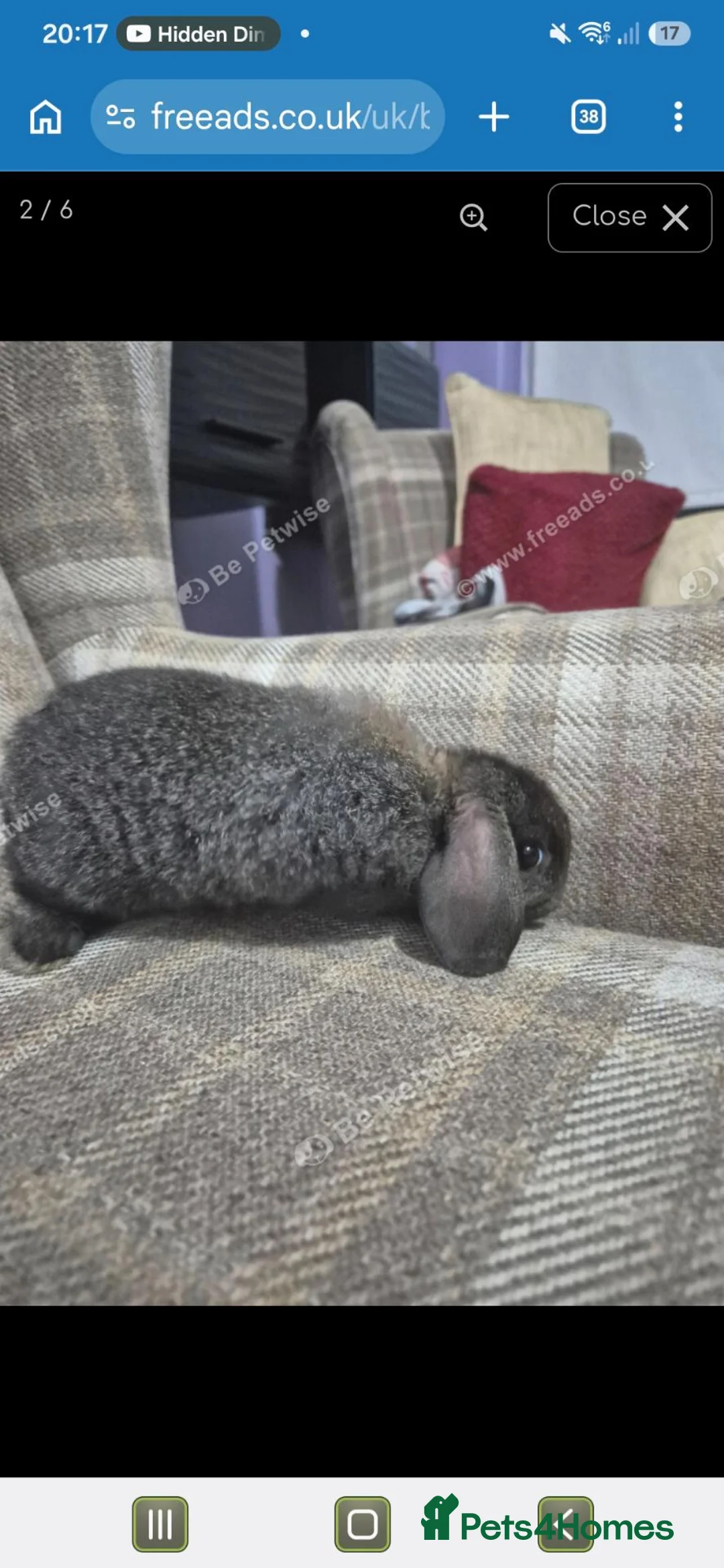 Mini Lop rabbits for sale: lovely girl for sale - Advert 2