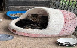 Mixed Breed cats for sale: Beautiful tabby kittens - Image 11