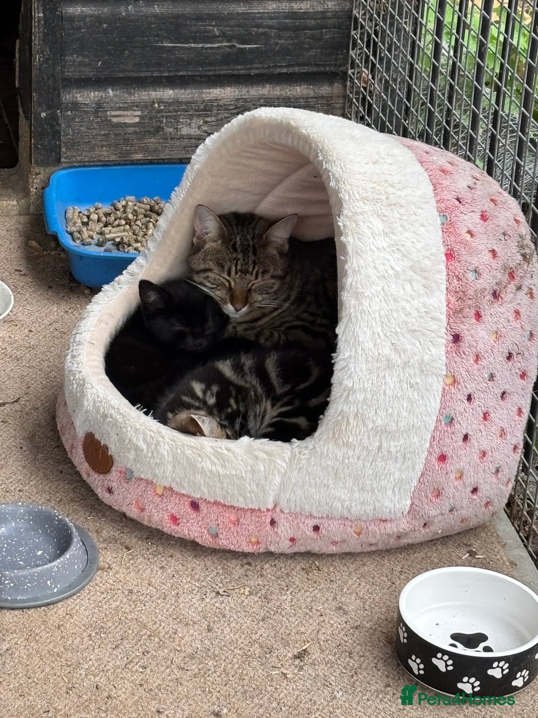 Mixed Breed cats for sale: Beautiful tabby kittens - Image 11