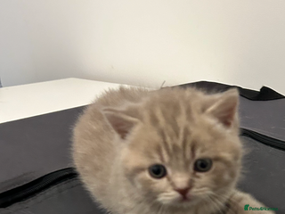 British Shorthair cats 🩷💙💜🧡♥️ BSH kittens - Advert 7