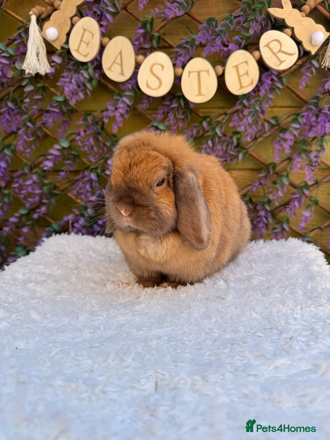 Mini Lop rabbits for sale: Mini lop does  - Advert 16