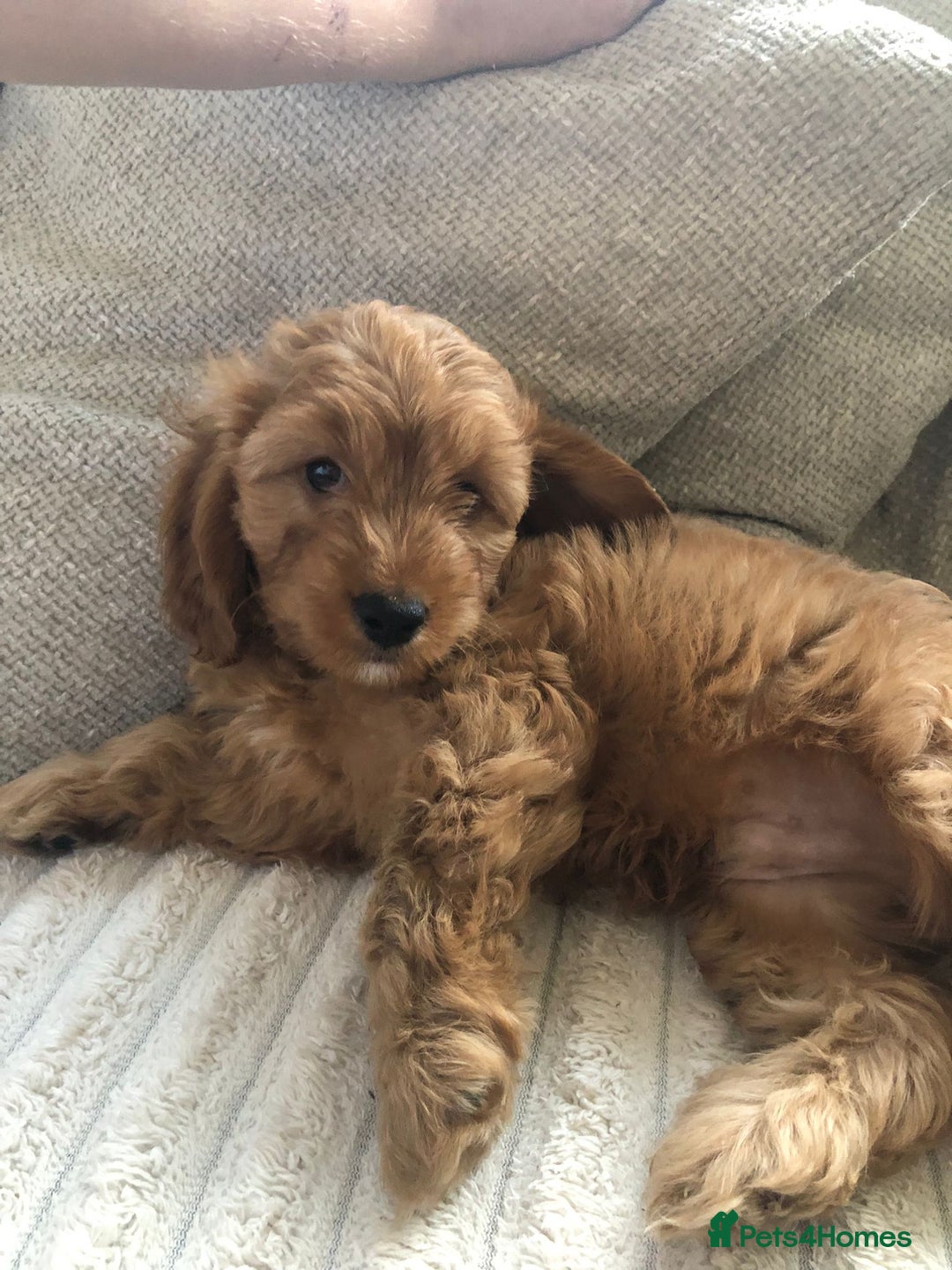 Cockapoo dogs for sale: 🐾Stunning F1b Toy Cockapoo Toy Poodle Puppies 🐾  - Image 14