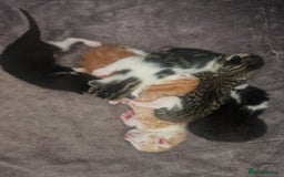 British Shorthair cats for sale: Six Gorgeous Kittens Available From Next Week - Image 24