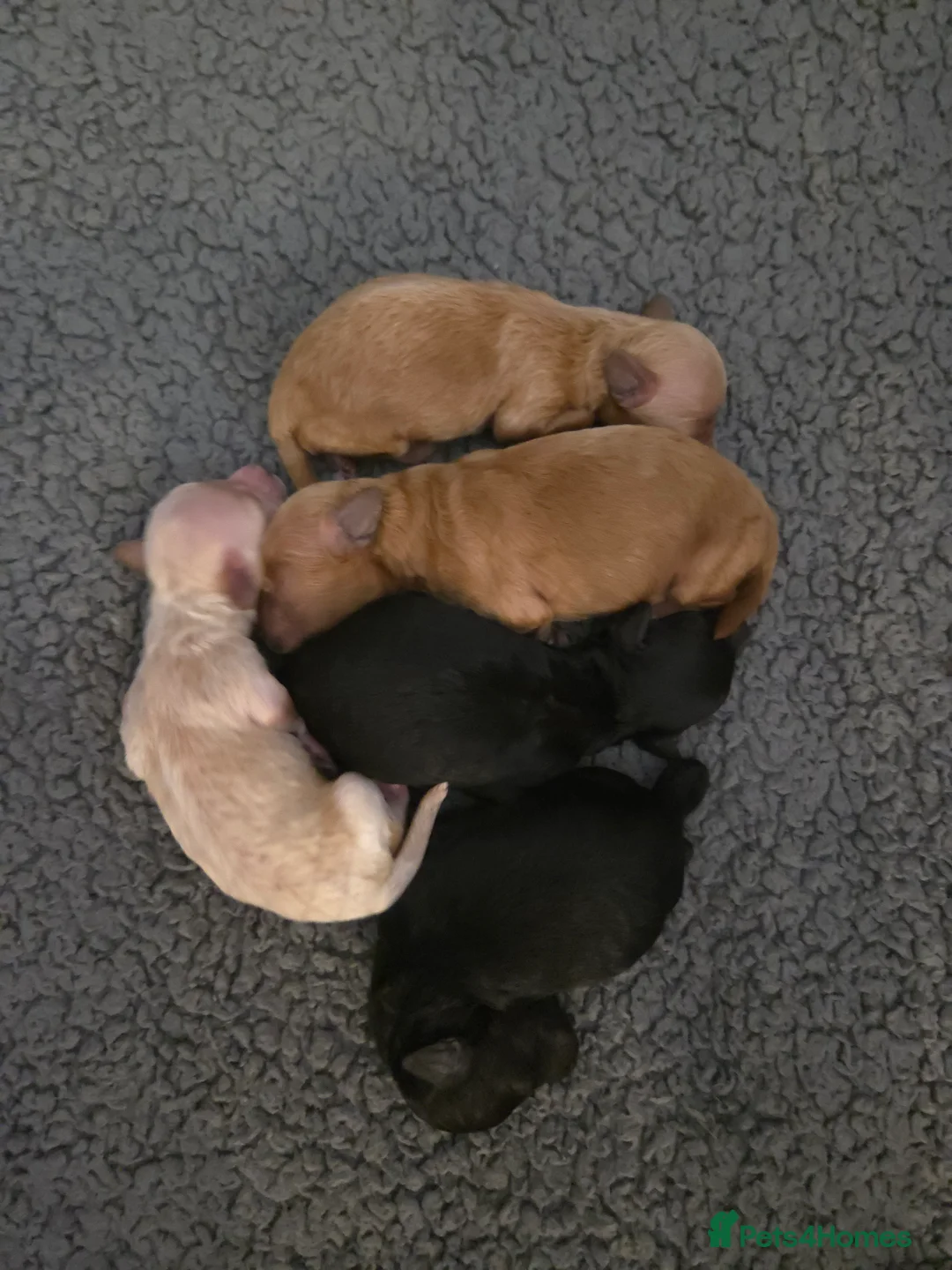 Toy Poodle dogs for sale: Beautiful Toy Poodle Ready to be reserved  in Watford - Advert 2