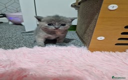 Mixed Breed cats for sale: Bsh cross maine coon - Image 9