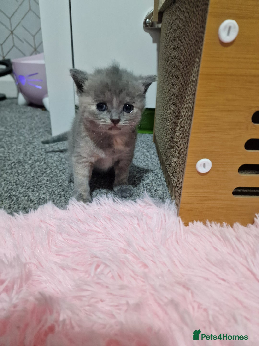 Mixed Breed cats for sale: Bsh cross maine coon - Image 9