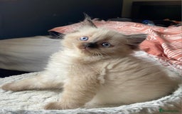 Ragdoll cats for sale: Beautiful chunky kittens ready to leave soon - Image 7