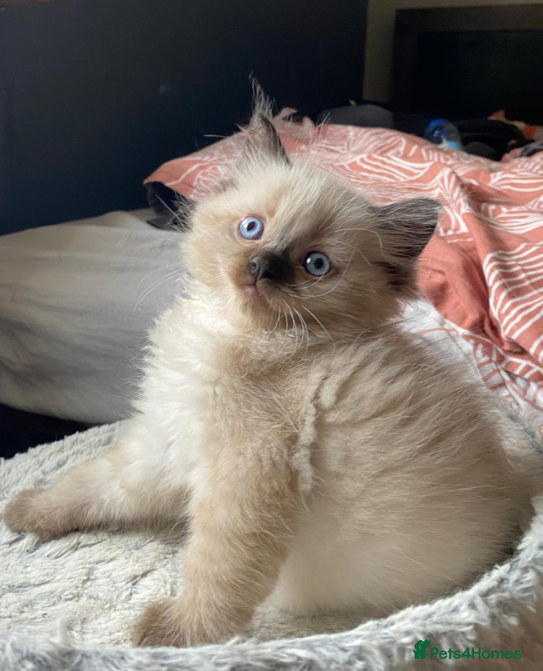 Ragdoll cats for sale: Beautiful chunky kittens ready to leave soon - Image 7
