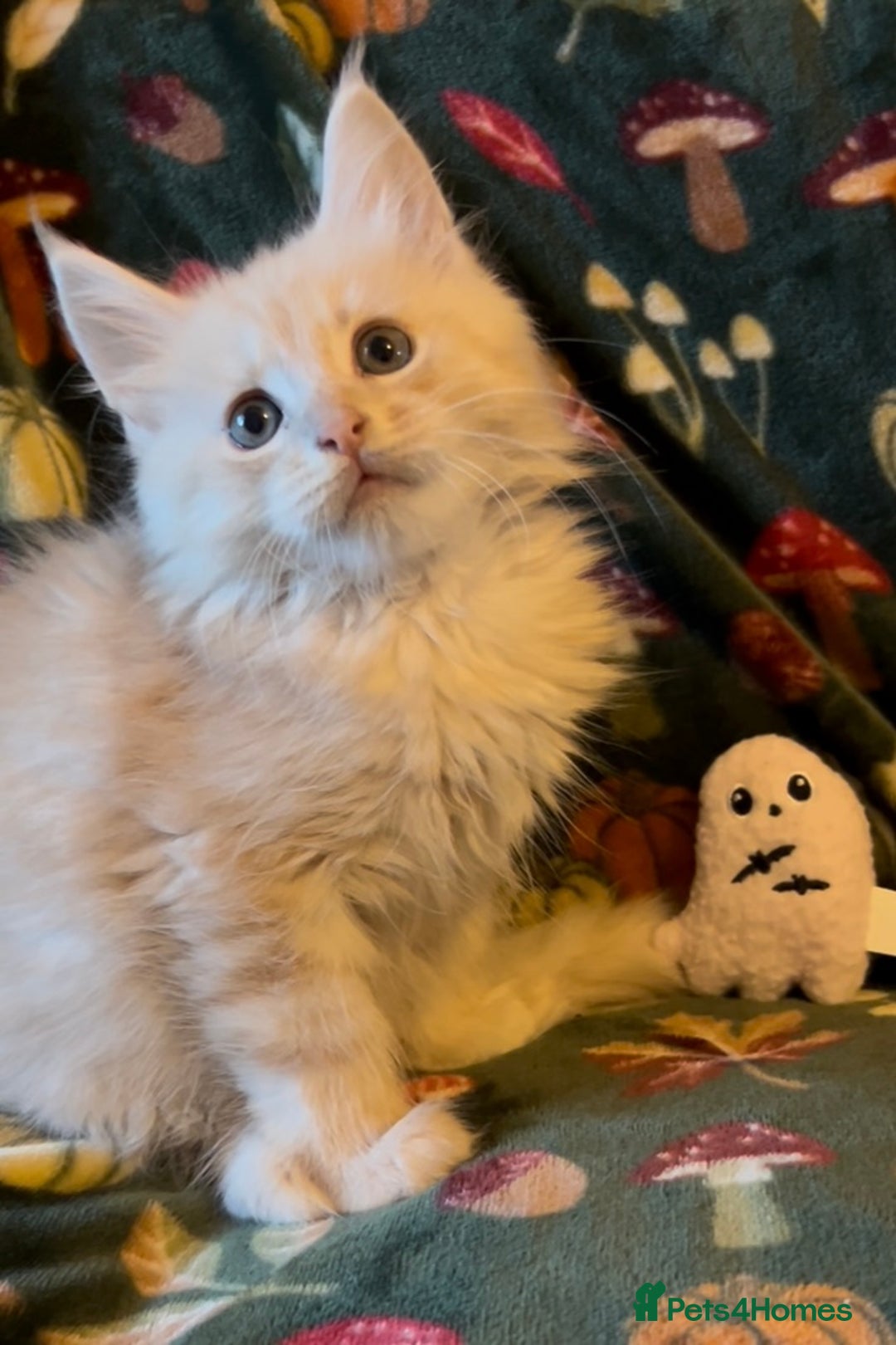 Maine Coon cats for sale: Maine Coon Kittens TICA  - Image 9