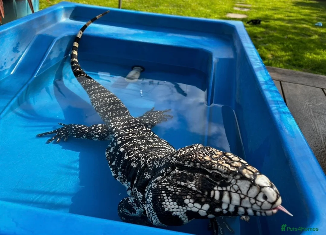 Lizard reptiles for sale: Stunning black and white tegu in Bexleyheath - Advert 2