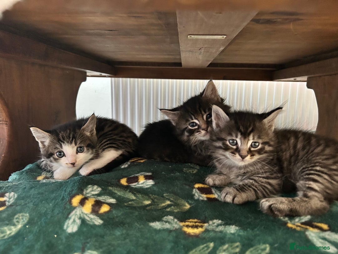 Maine Coon cats for sale: Ragcoon polydactyl kittens - Image 21