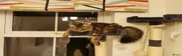 Mixed Breed cats for sale: Loving Maine Coon Mix Needs a New Home - Advert 7